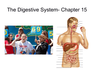 The Digestive System- Chapter 15 1
