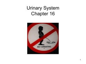 Urinary System Chapter 16 1