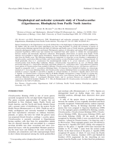 Morphological and molecular systematic study of Chondracanthus