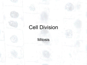 Cell Division Mitosis