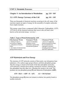 UNIT 2: Metabolic Processes  Chapter 3: An Introduction to Metabolism