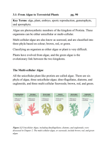 3.1: From Algae to Terrestrial Plants  pg. 90 Key Terms