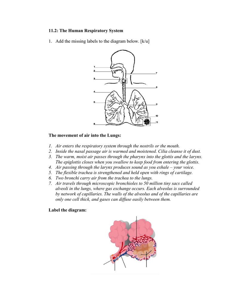 the human respiratory system worksheet answers