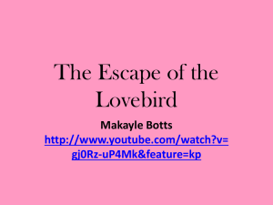The Escape of the Lovebird Makayle Botts