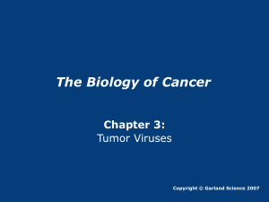 The Biology of Cancer Chapter 3: Tumor Viruses Copyright © Garland Science 2007