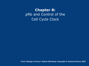 Chapter 8: pRb and Control of the Cell Cycle Clock