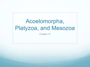Acoelomorpha, Platyzoa, and Mesozoa Chapter 14