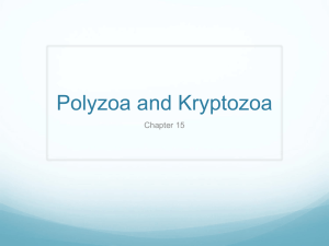 Polyzoa and Kryptozoa Chapter 15