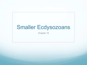 Smaller Ecdysozoans Chapter 18