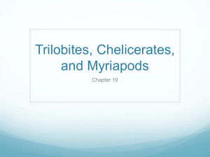 Trilobites, Chelicerates, and Myriapods Chapter 19