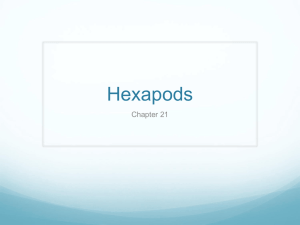 Hexapods Chapter 21