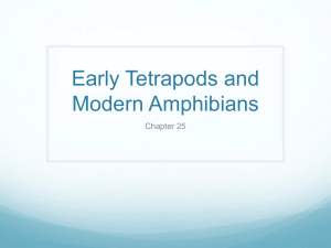 Early Tetrapods and Modern Amphibians Chapter 25