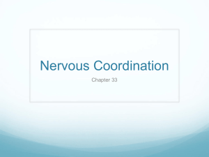 Nervous Coordination Chapter 33