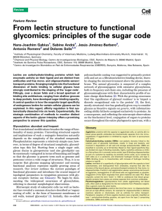 From lectin structure to functional glycomics: principles of the sugar code ,