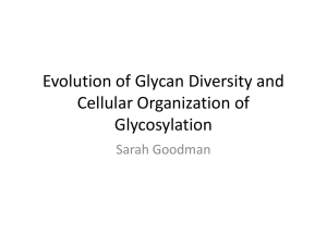 Evolution of Glycan Diversity and Cellular Organization of Glycosylation Sarah Goodman