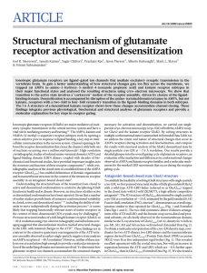 ARTICLE Structural mechanism of glutamate receptor activation and desensitization