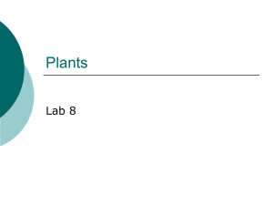 Plants Lab 8