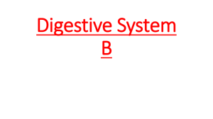 Digestive System B