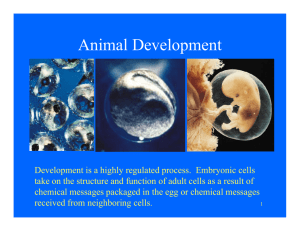 Animal De elopment Animal Development