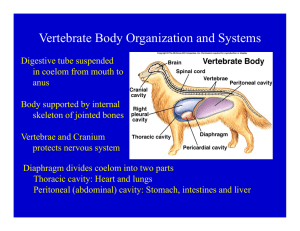 Vertebrate Body Organization and Systems y g