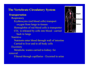 The Vertebrate Circulatory System
