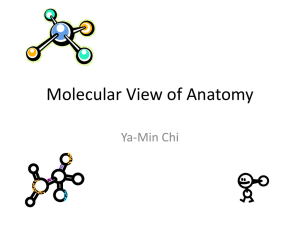 Molecular View of Anatomy Ya-Min Chi