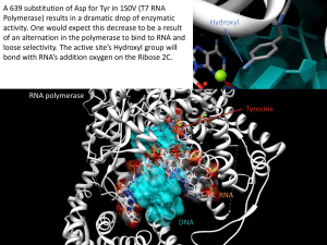 A 639 substitution of Asp for Tyr in 1S0V (T7... Polymerase) results in a dramatic drop of enzymatic Hydroxyl