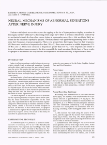 NEURAL MECHANISMS  OF ABNORMAL SENSATIONS AFTER NERVE INJURY