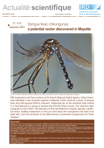 fique scienti Dengue fever, chikungunya: a potential vector discovered in Mayotte