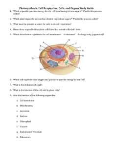 Photosynthesis, Cell Respiration, Cells, and Organs Study Guide