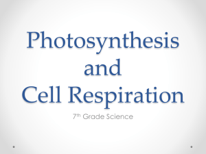 Photosynthesis and Cell Respiration 7