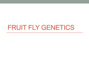 FRUIT FLY GENETICS
