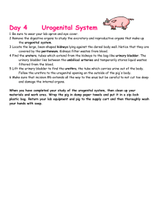 Day 4     Urogenital System