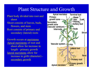 Plant Structure and Growth