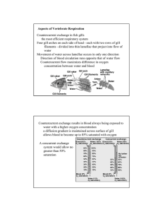 Aspects of Vertebrate Respiration Countercurrent exchange in fish gills