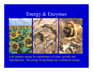 Energy &amp; Enzymes