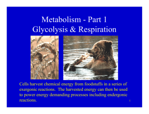 Metabolism - Part 1 Metabolism  Part 1 Glycolysis &amp; Respiration