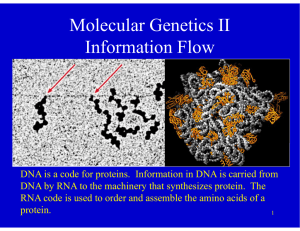 Molecular Genetics II Information Flow