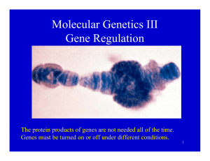 Molecular Genetics III Gene Regulation