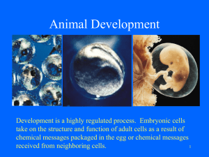 Animal Development