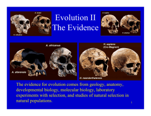 Evolution II The Evidence