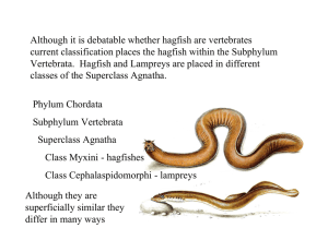 Although it is debatable whether hagfish are vertebrates