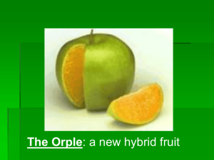 The Orple
