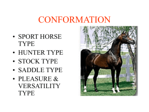 CONFORMATION • SPORT HORSE TYPE • HUNTER TYPE