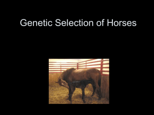 Genetic Selection of Horses