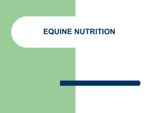 EQUINE NUTRITION