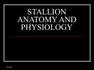 STALLION ANATOMY AND PHYSIOLOGY 6/21/2016