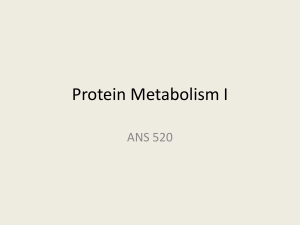 Protein Metabolism I ANS 520