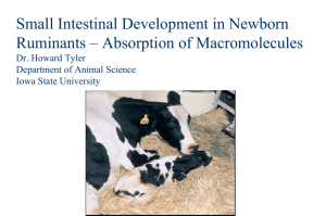 Small Intestinal Development in Newborn Ruminants – Absorption of Macromolecules