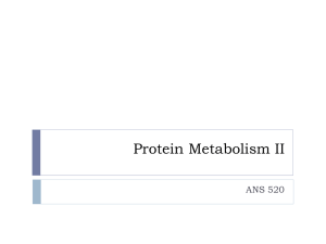 Protein Metabolism II ANS 520